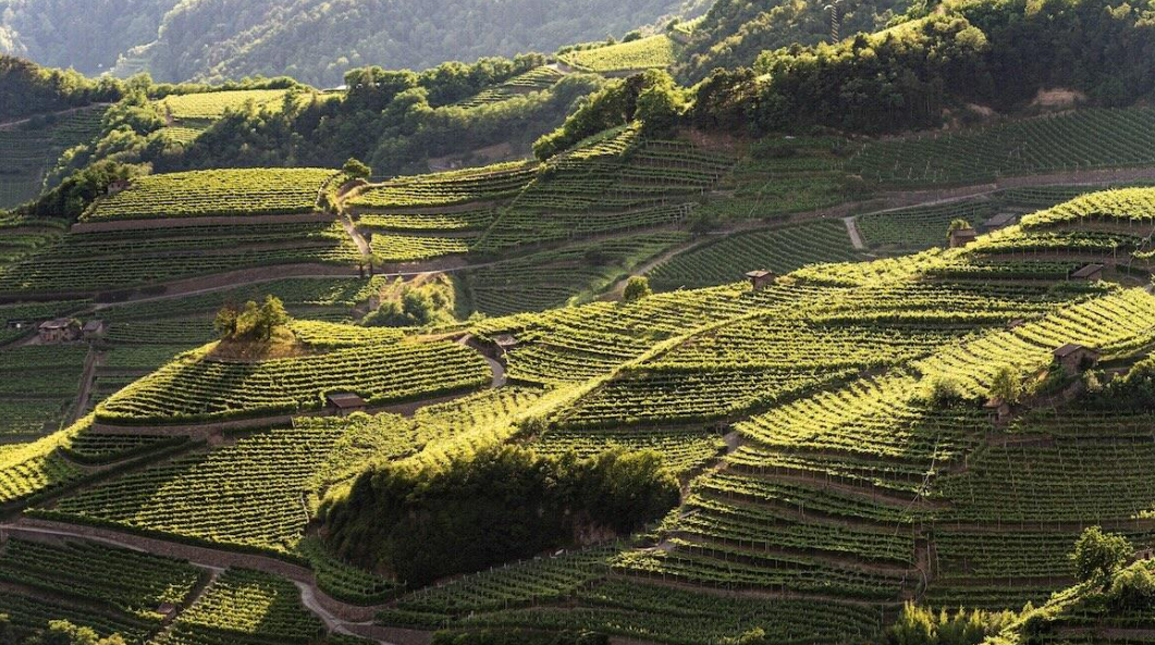 La disciplina delle indicazioni geografiche alla prova della sostenibilità: il caso della filiera vitivinicola